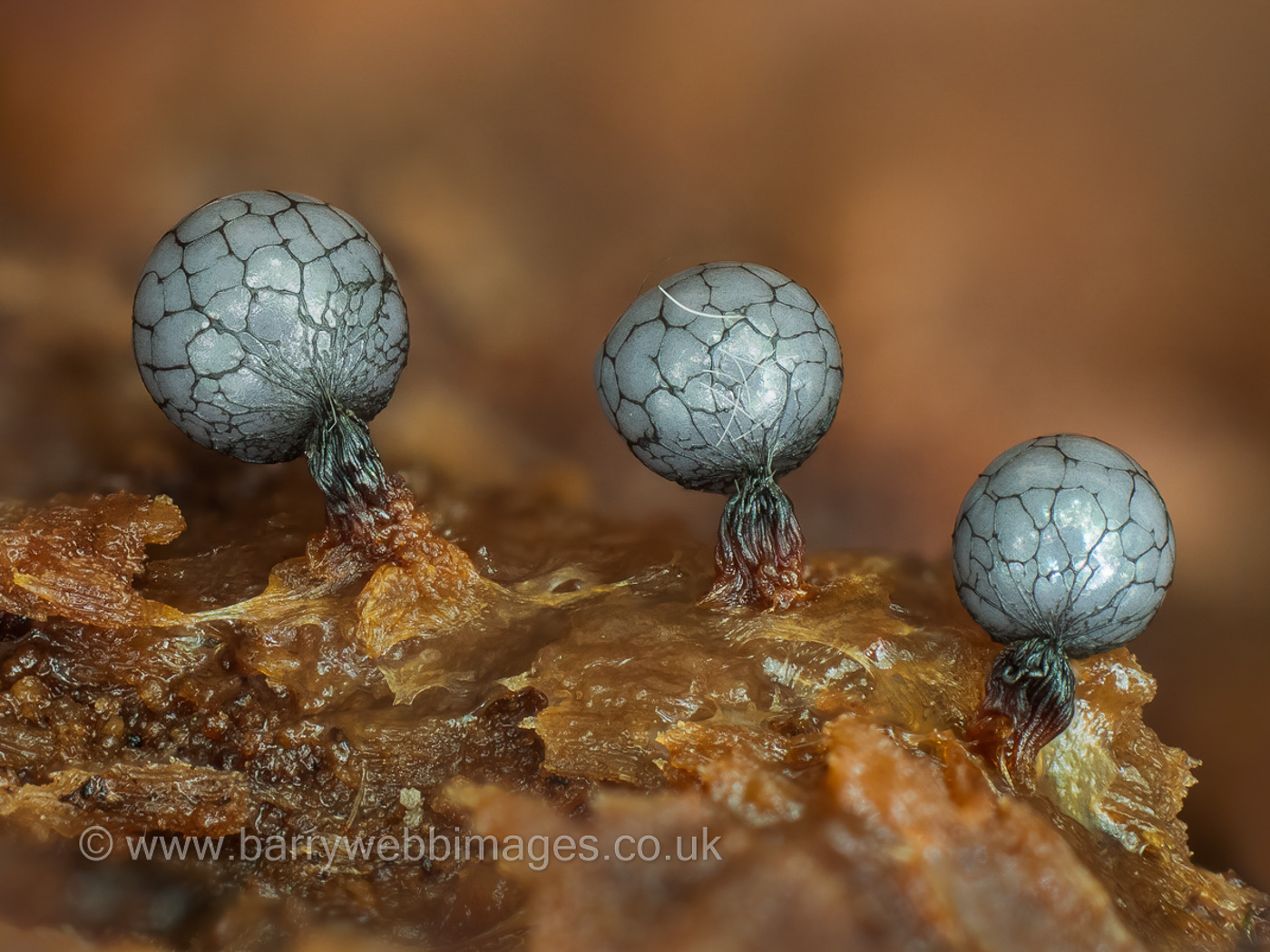Stock photo of Slime mould (Lamproderma scintillans) growing on