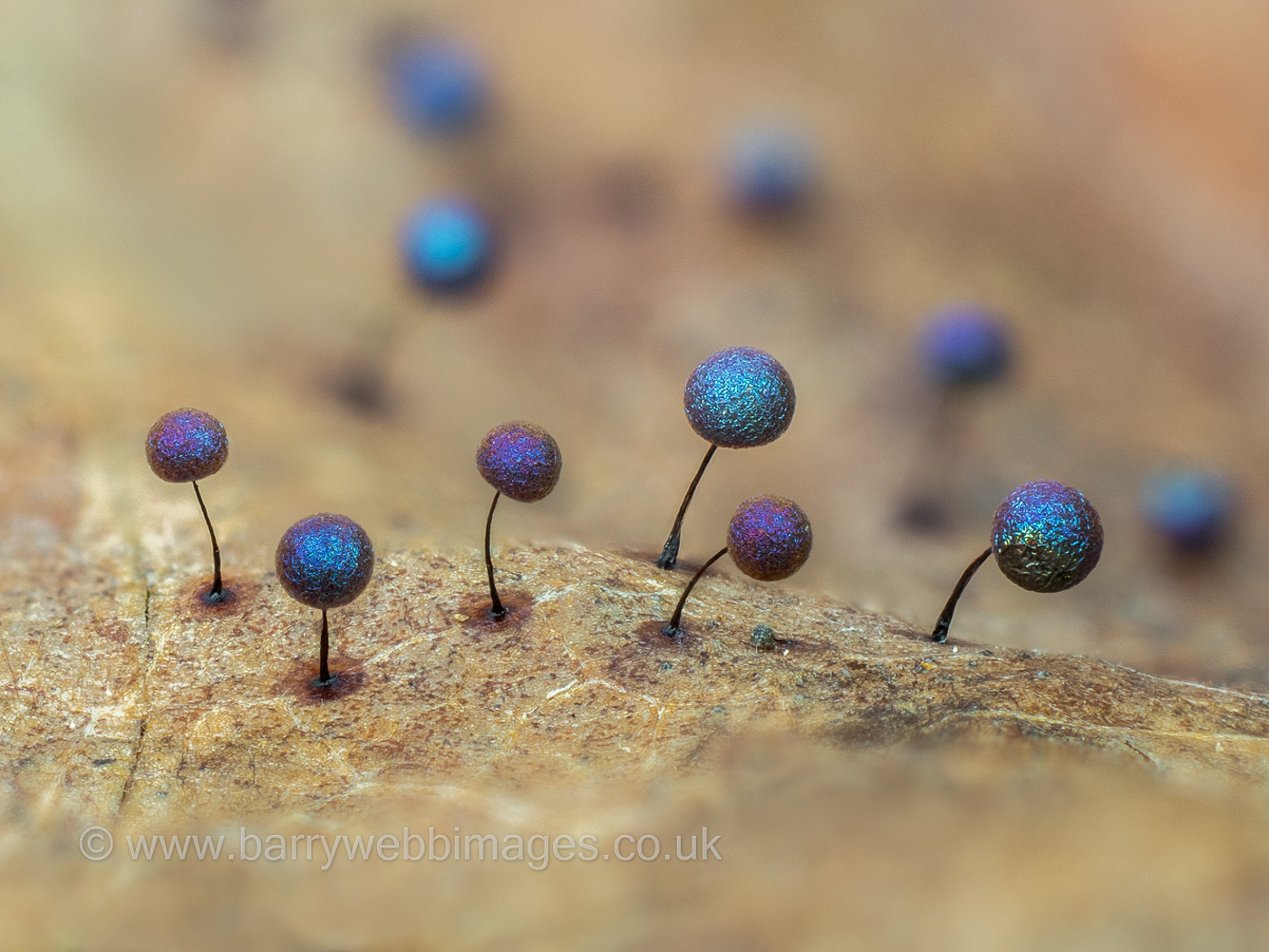 Stock photo of Slime mould (Lamproderma scintillans) growing on